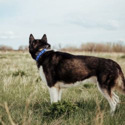 deomali-layered-1-5-studded-buckle-collar-biothane-dog-beach-waterproof-harbor-hound-335